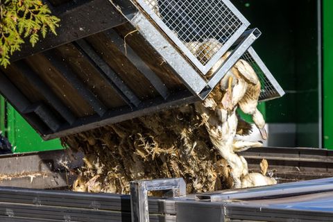 Enten, die in einer von Vogelgrippe befallenen Anlage getötet wurden, werden in einen Transportbehälter gekippt Enten, die in einer von Vogelgrippe befallenen Anlage getötet wurden, werden in einen Transportbehälter gekippt