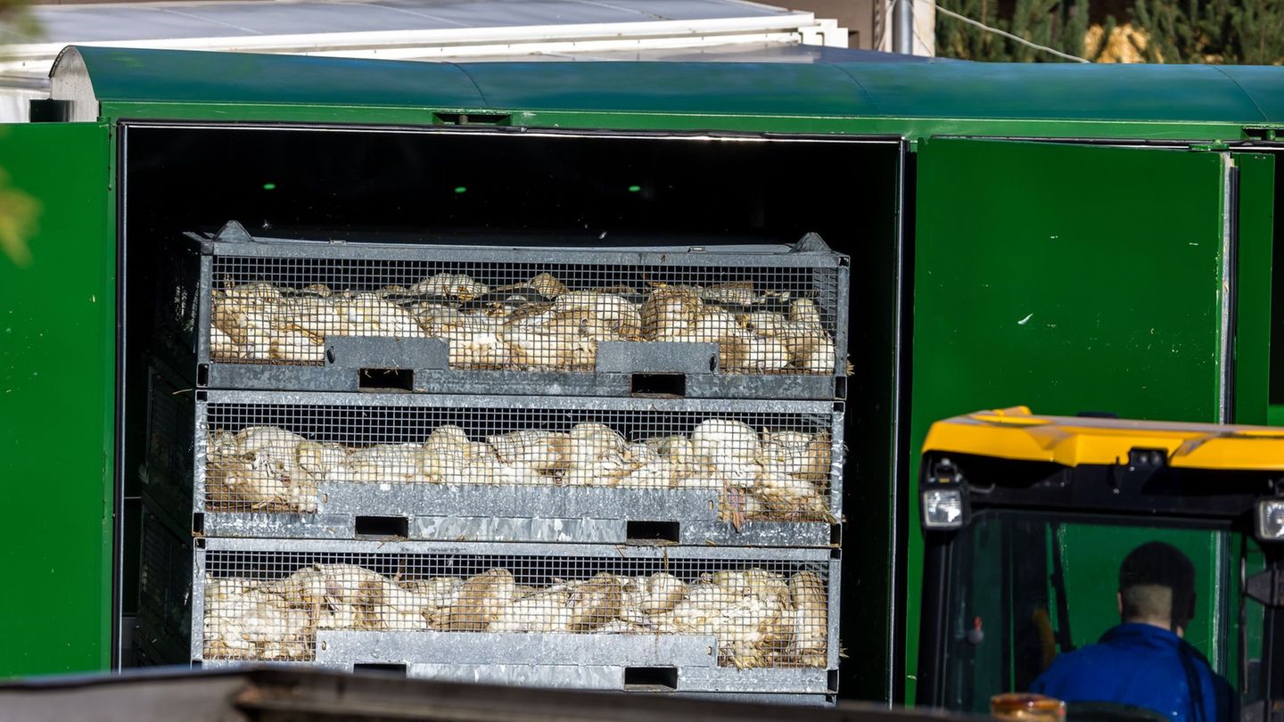 Nach dem Geflügelpest-Ausbruch in Neuhardenberg werden die Enten in einer Box mit Gas getötet. Foto: Frank Hammerschmidt/dpa Nach dem Geflügelpest-Ausbruch in Neuhardenberg werden die Enten in einer Box mit Gas getötet. Foto: Frank Hammerschmidt/dpa