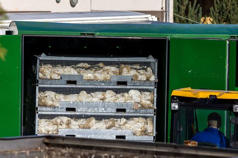 Nach dem Geflügelpest-Ausbruch in Neuhardenberg werden die Enten in einer Box mit Gas getötet. Foto: Frank Hammerschmidt/dpa