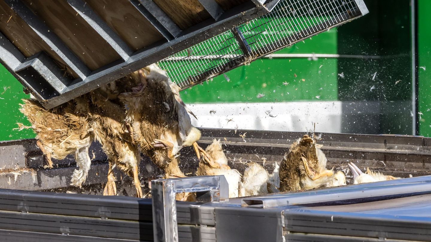 Wegen der Geflügelpest müssen in Deutschland derzeit viele Tausend Hühner, Gänse, Enten und Puten gekeult werden. Foto: Frank Ha Wegen der Geflügelpest müssen in Deutschland derzeit viele Tausend Hühner, Gänse, Enten und Puten gekeult werden. Foto: Frank Ha