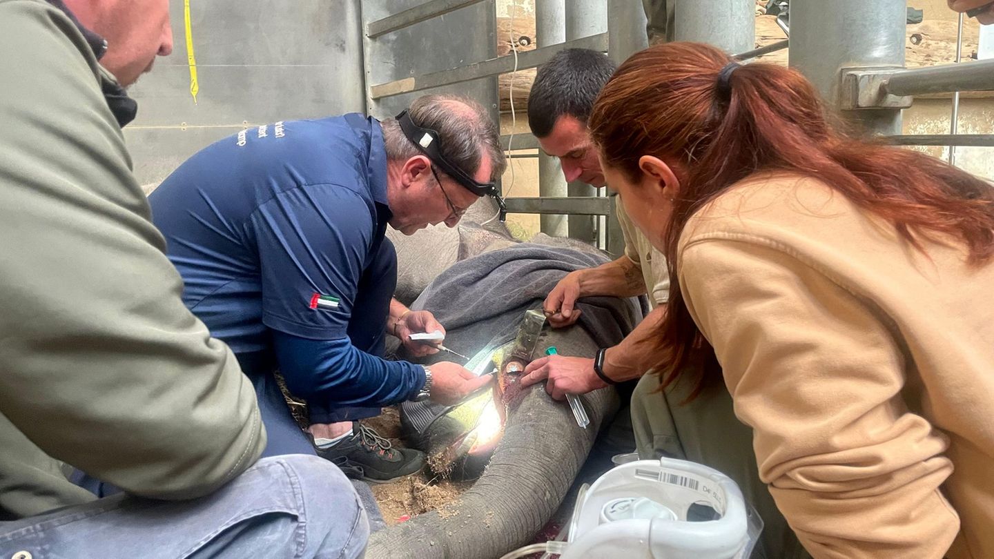 Für die Behandlung eines abgebrochenen Stoßzahnes kam ein internationales Expertenteam nach Leipzig. Foto: Zoo Leipzig/dpa Für die Behandlung eines abgebrochenen Stoßzahnes kam ein internationales Expertenteam nach Leipzig. Foto: Zoo Leipzig/dpa