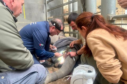 Für die Behandlung eines abgebrochenen Stoßzahnes kam ein internationales Expertenteam nach Leipzig. Foto: Zoo Leipzig/dpa
