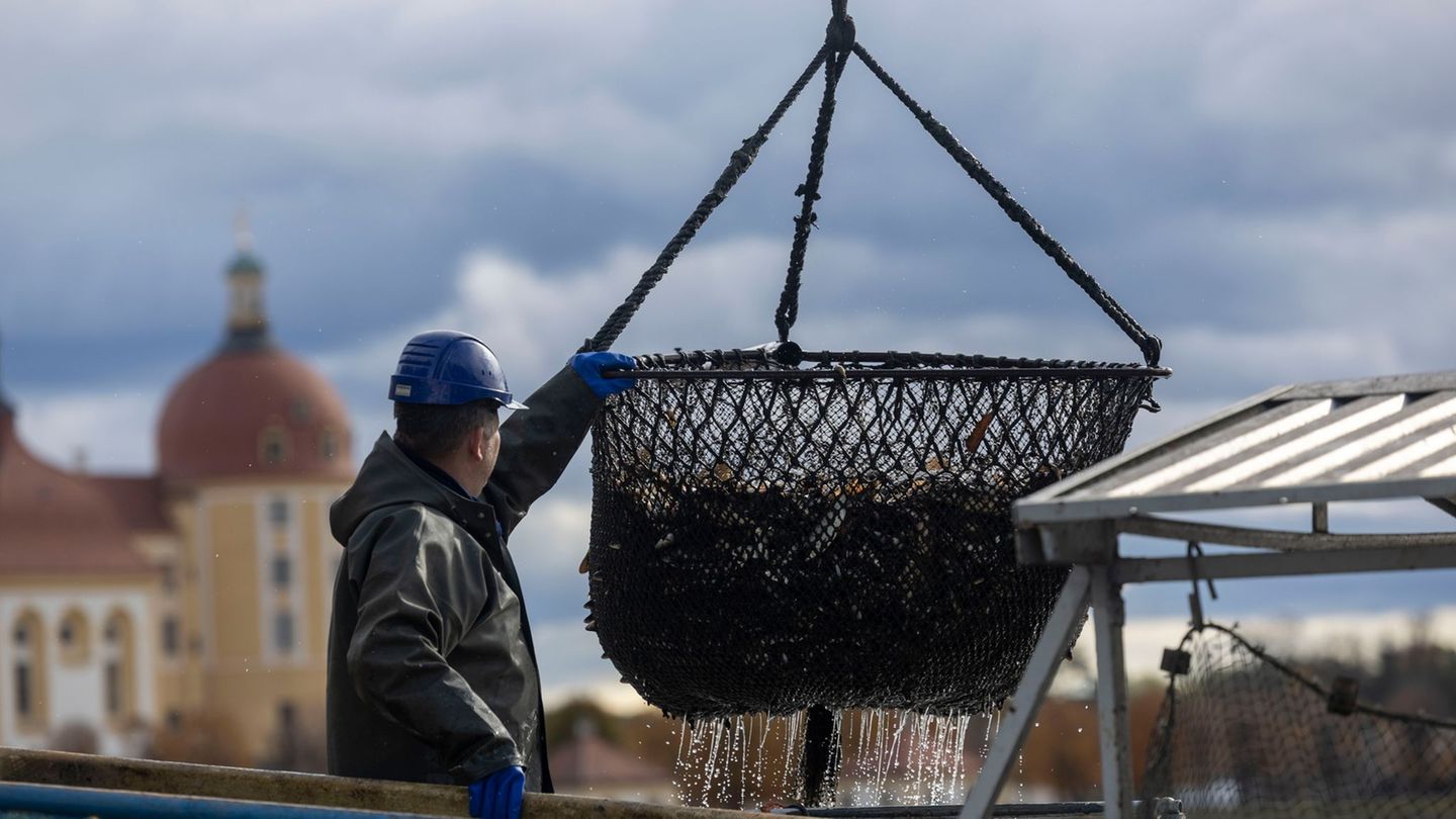 Am Sonntag ist das Fisch- und Waldfest bei durchwachsenem Wetter zu Ende gegangen. Foto: Daniel Wagner/dpa Am Sonntag ist das Fisch- und Waldfest bei durchwachsenem Wetter zu Ende gegangen. Foto: Daniel Wagner/dpa
