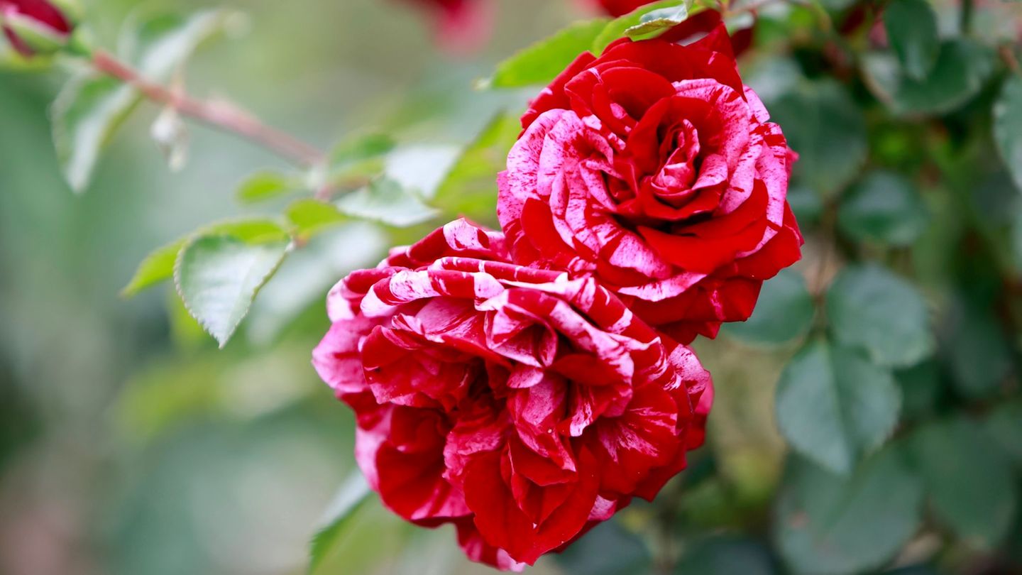 Rosen als Anziehungspunkt: Im vergangenen Jahr kamen in das Europa-Rosarium Sangerhausen mehr Besucher als im Vorjahr. (Archivbi Rosen als Anziehungspunkt: Im vergangenen Jahr kamen in das Europa-Rosarium Sangerhausen mehr Besucher als im Vorjahr. (Archivbi