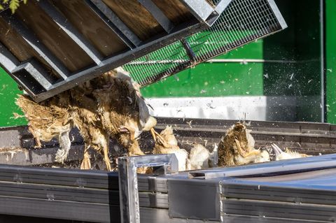 Tote Enten kommen in einen Transportbehälter. Foto: Frank Hammerschmidt/dpa