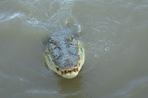 Im tropischen Norden von Australien wimmelt es von Salzwasserkrokodilen. (Archivbild) Im tropischen Norden von Australien wimmelt es von Salzwasserkrokodilen. (Archivbild)