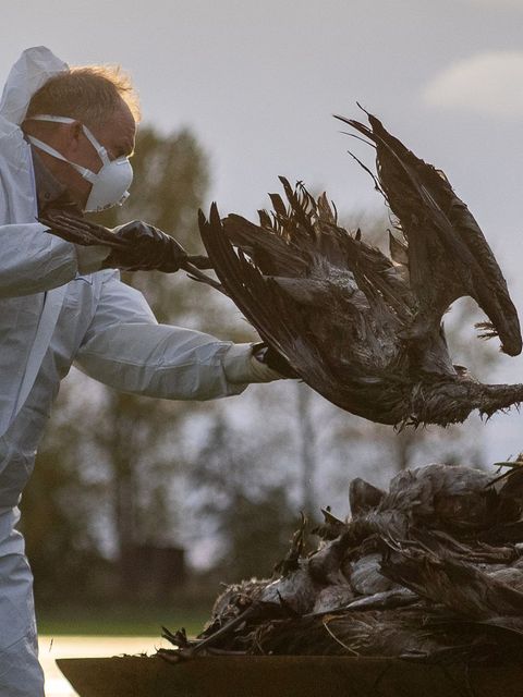 Wegen der Geflügelpest sind schon zahlreiche Wildvögel verendet, vor allem Kraniche sind stark betroffen. (Archivbild) Foto: Chr