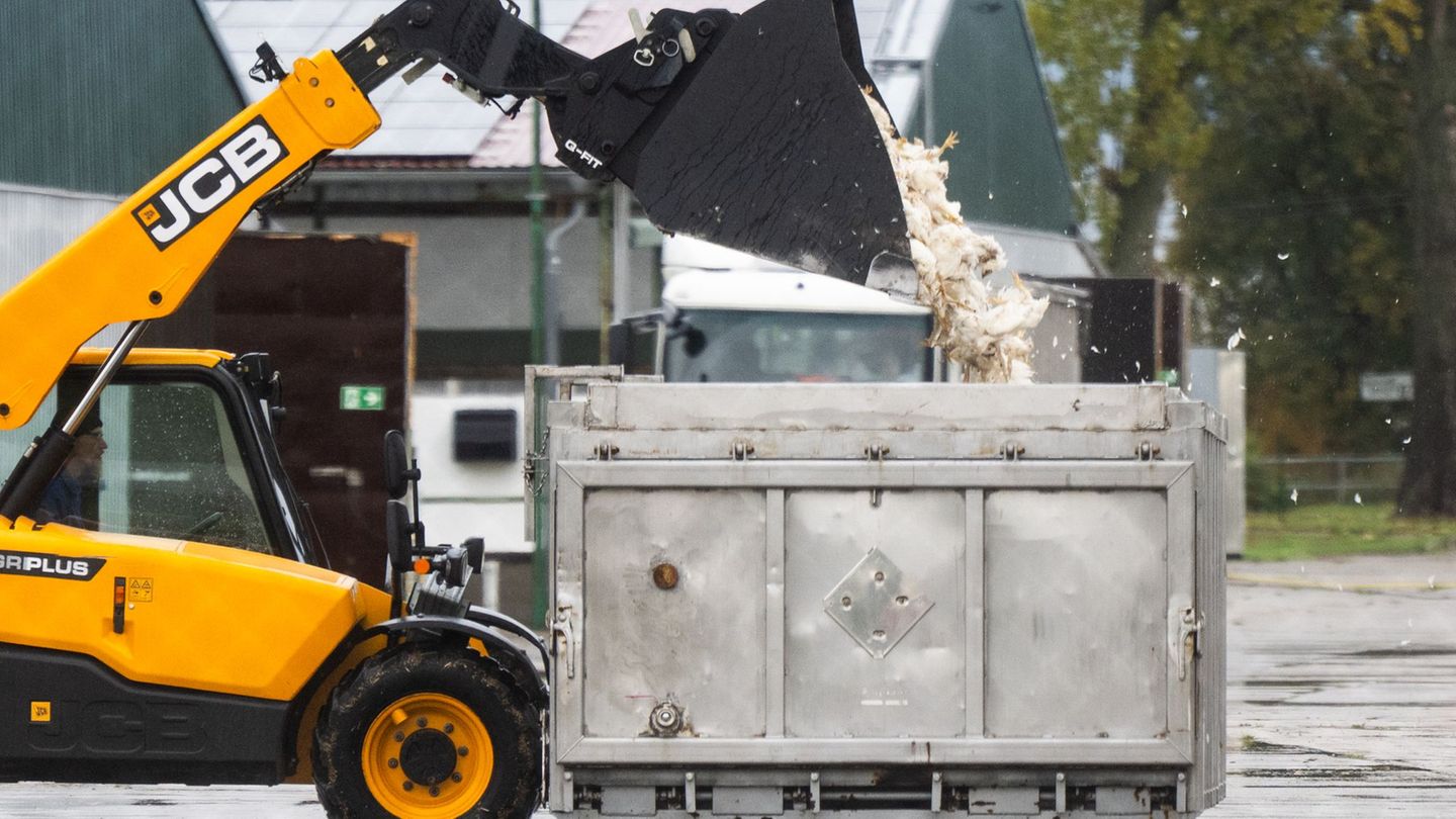 Tote Enten kommen in einen Transportbehälter. Foto: Christophe Gateau/dpa Tote Enten kommen in einen Transportbehälter. Foto: Christophe Gateau/dpa