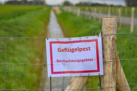 Die Tiersuche zieht immer weitere Kreise. (Archivfoto) Foto: Patrick Pleul/dpa-Zentralbild/ZB