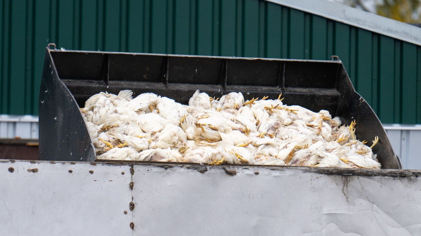 Tausende Masthähnchen müssen wegen der Vogelgrippe sterben. Foto: Christophe Gateau/dpa