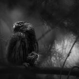 Ein Sperlingskauz sitzt mit einer Maus zwischen den Krallen auf einem Ast und wartet auf seine Jungtiere