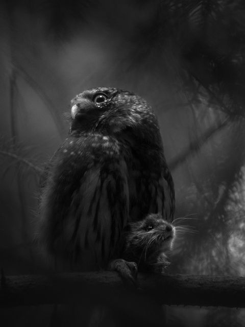 Ein Sperlingskauz sitzt mit einer Maus zwischen den Krallen auf einem Ast und wartet auf seine Jungtiere Ein Sperlingskauz sitzt mit einer Maus zwischen den Krallen auf einem Ast und wartet auf seine Jungtiere