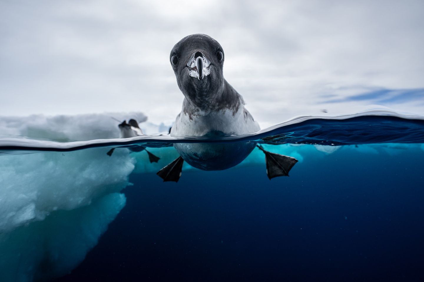 Ein Kapsturmvogel, welcher schwimmend zur Hälfte unter Wasser und zur Hälfte an der Luft gezeigt wird Ein Kapsturmvogel, welcher schwimmend zur Hälfte unter Wasser und zur Hälfte an der Luft gezeigt wird
