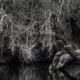 Ein Fischotter, der nach dem Fressen seiner Beute wieder ins Wasser gleitet