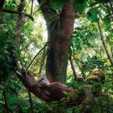 Ein Schimpanse in der Krone eines Feigenbaums, welcher sich über einen Ast lehnt