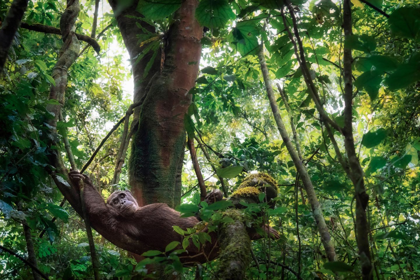 Ein Schimpanse in der Krone eines Feigenbaums, welcher sich über einen Ast lehnt Ein Schimpanse in der Krone eines Feigenbaums, welcher sich über einen Ast lehnt