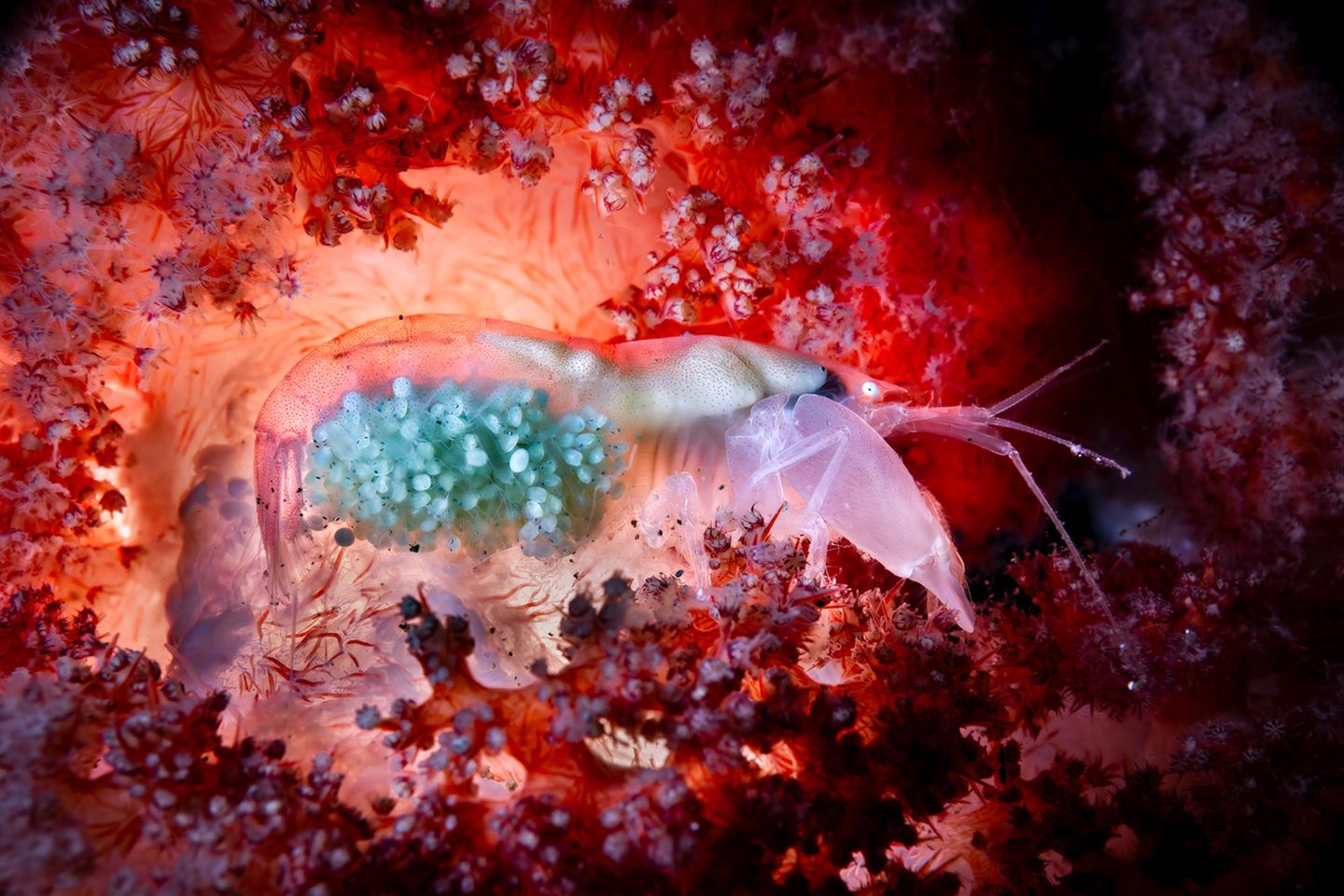 Eine Garnele mit kommenden Nachwuchs, welche sich vor einer roten Koralle absetzt Eine Garnele mit kommenden Nachwuchs, welche sich vor einer roten Koralle absetzt