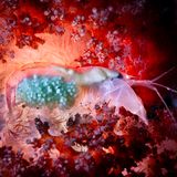 Eine Garnele mit kommenden Nachwuchs, welche sich vor einer roten Koralle absetzt