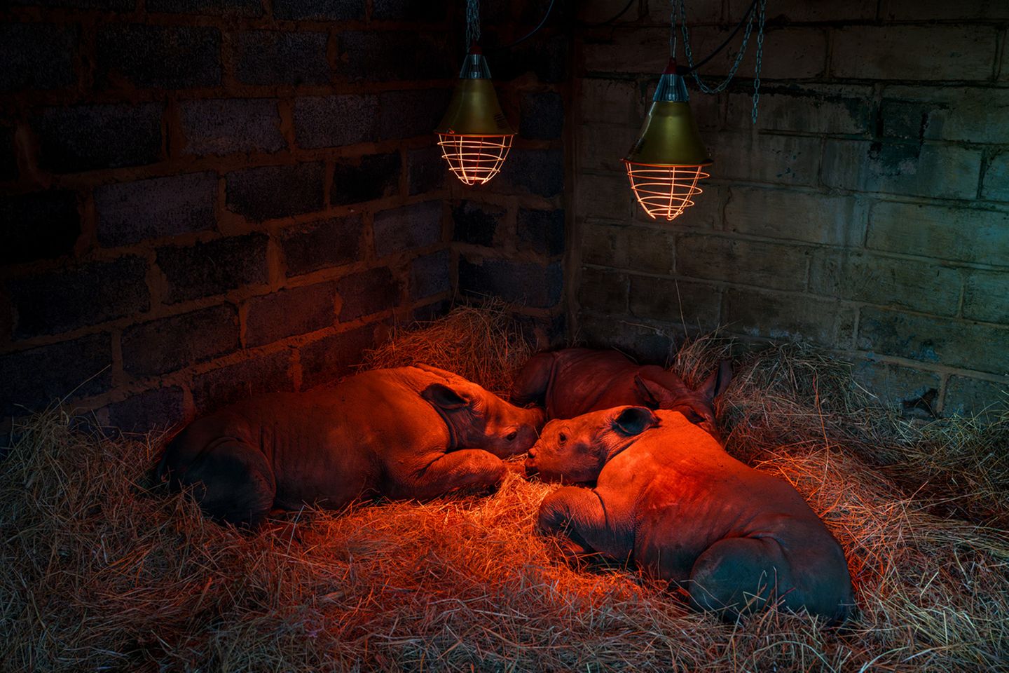 Drei junge Südliche Breitmaulnashörner schlafen unter Wärmelampen im Waisenhaus der ehemals größten Nashornfarm Südafrikas Drei junge Südliche Breitmaulnashörner schlafen unter Wärmelampen im Waisenhaus der ehemals größten Nashornfarm Südafrikas