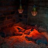 Drei junge Südliche Breitmaulnashörner schlafen unter Wärmelampen im Waisenhaus der ehemals größten Nashornfarm Südafrikas