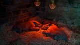Drei junge Südliche Breitmaulnashörner schlafen unter Wärmelampen im Waisenhaus der ehemals größten Nashornfarm Südafrikas Drei junge Südliche Breitmaulnashörner schlafen unter Wärmelampen im Waisenhaus der ehemals größten Nashornfarm Südafrikas