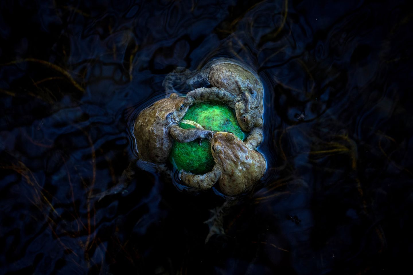 Drei Erdkrötenmännchen hängen sich an einen Tennisball, welcher zum Objekt der Begierde geworden ist Drei Erdkrötenmännchen hängen sich an einen Tennisball, welcher zum Objekt der Begierde geworden ist