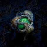 Drei Erdkrötenmännchen hängen sich an einen Tennisball, welcher zum Objekt der Begierde geworden ist