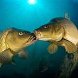 Ein Schuppenkarpfen und seine Zuchtform, ein Spiegelkarpfen bei einer Abwehrreaktion, welche aussieht wie ein Kuss