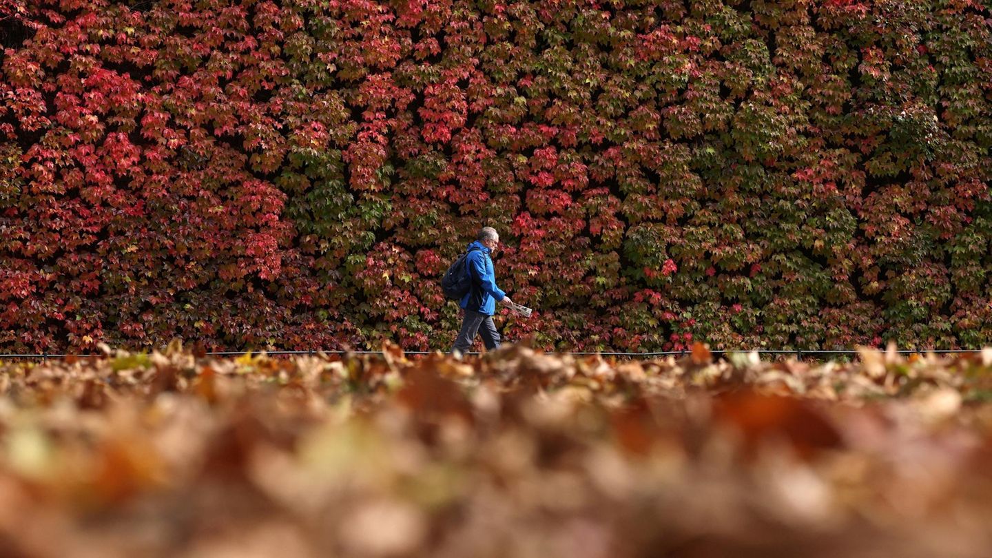 London, Großbritannien. Ein Spaziergänger hebt sich mit seiner blauen Jacke deutlich von der Herbstfärbung des Laubes in der britischen Hauptstadt ab