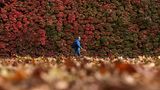 London, Großbritannien. Ein Spaziergänger hebt sich mit seiner blauen Jacke deutlich von der Herbstfärbung des Laubes in der britischen Hauptstadt ab