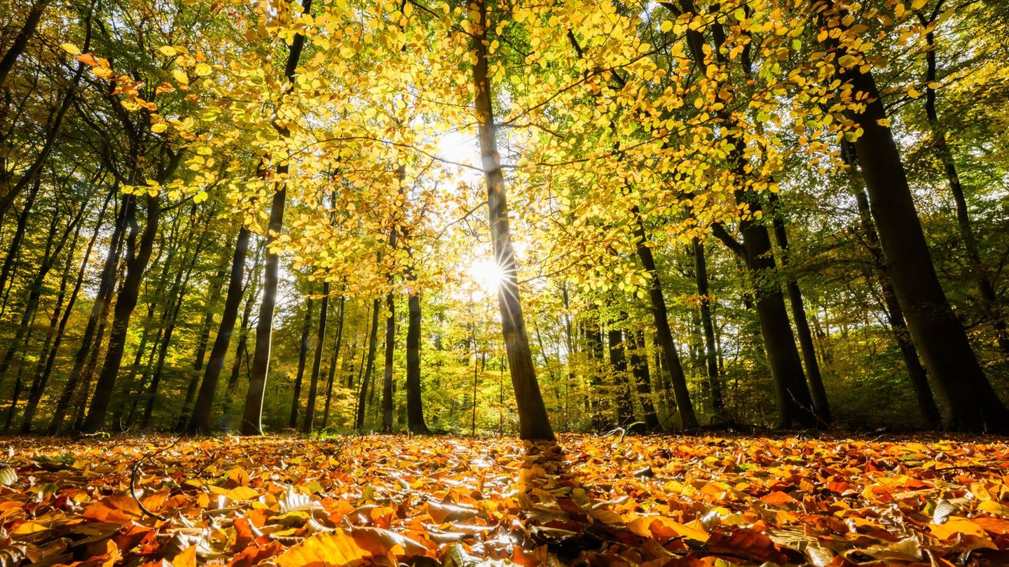 Wie gesund ist der Wald in Niedersachsen? Der Waldzustandsbericht zeigt ein durchwachsenes Bild. Foto: Julian Stratenschulte/dpa Wie gesund ist der Wald in Niedersachsen? Der Waldzustandsbericht zeigt ein durchwachsenes Bild. Foto: Julian Stratenschulte/dpa
