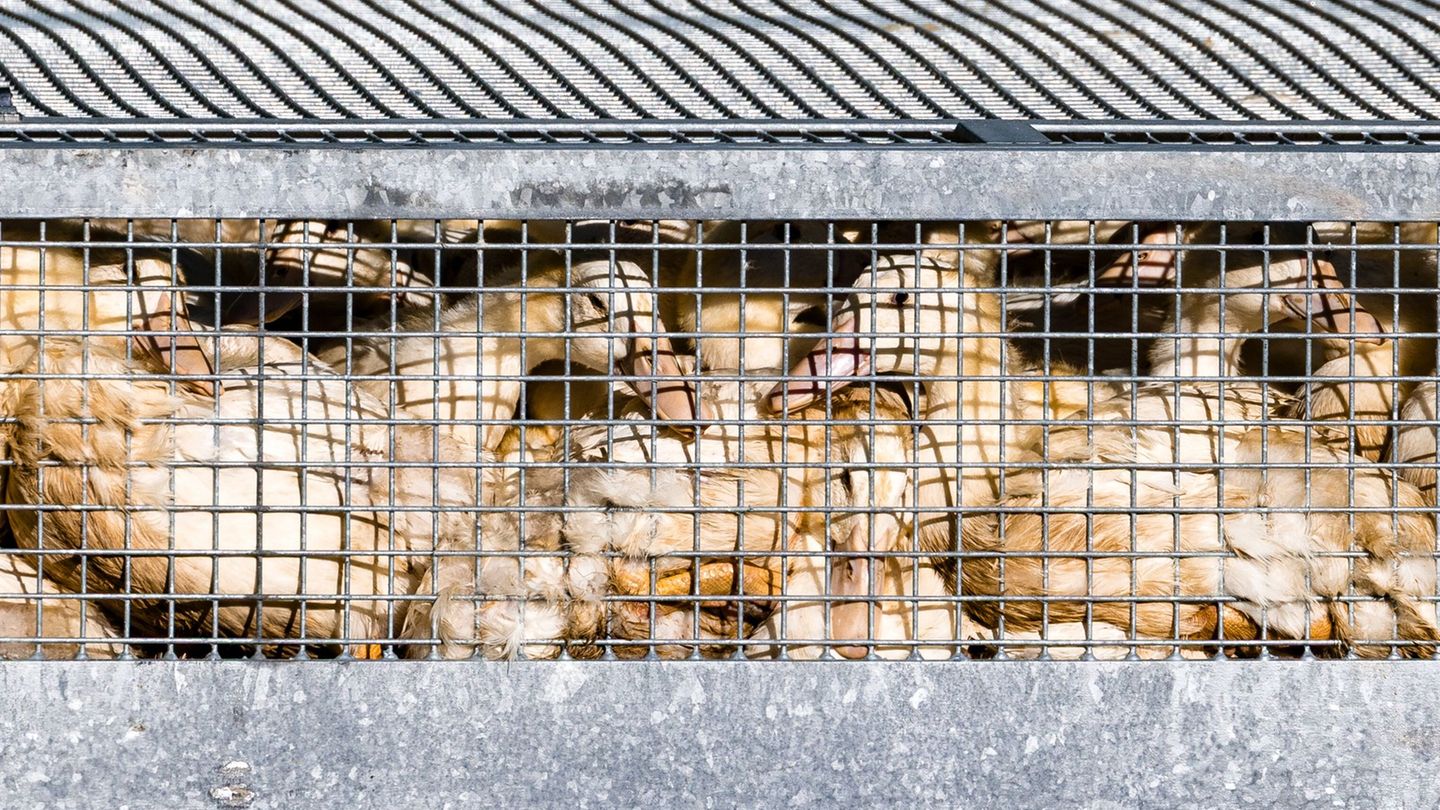 Aus Sorge vor der Vogelgrippe soll Geflügel vor dem Kontakt mit Wildvögeln geschützt werden. Foto: Frank Hammerschmidt/dpa Aus Sorge vor der Vogelgrippe soll Geflügel vor dem Kontakt mit Wildvögeln geschützt werden. Foto: Frank Hammerschmidt/dpa