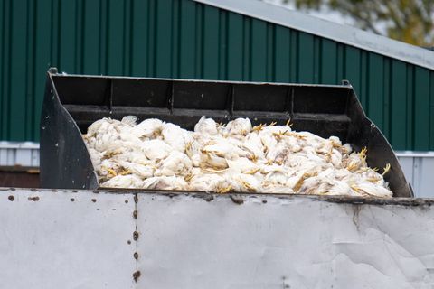 Tausende Masthähnchen müssen wegen der Vogelgrippe sterben. Foto: Christophe Gateau/dpa