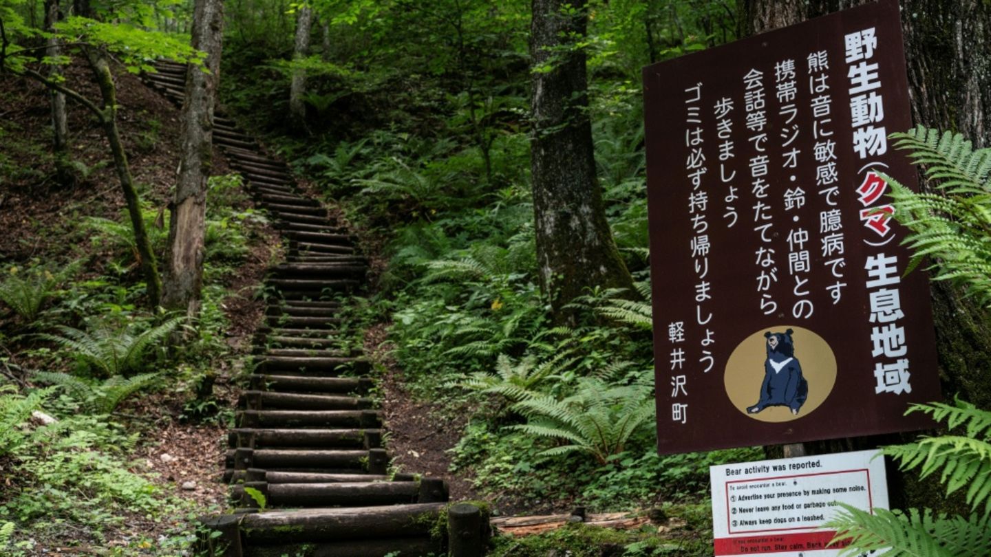 Tödliche Bärenangriffe in Japan: Gouverneur fordert Hilfe der Armee an