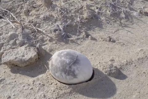 Forscher entdecken 70 Millionen Jahre altes Dino-Ei in Argentinien Ein riesiges Dino-Ei