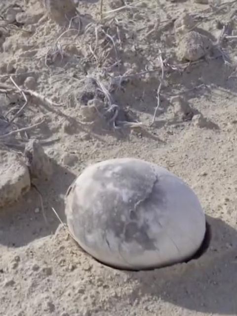 Forscher entdecken 70 Millionen Jahre altes Dino-Ei in Argentinien Ein riesiges Dino-Ei