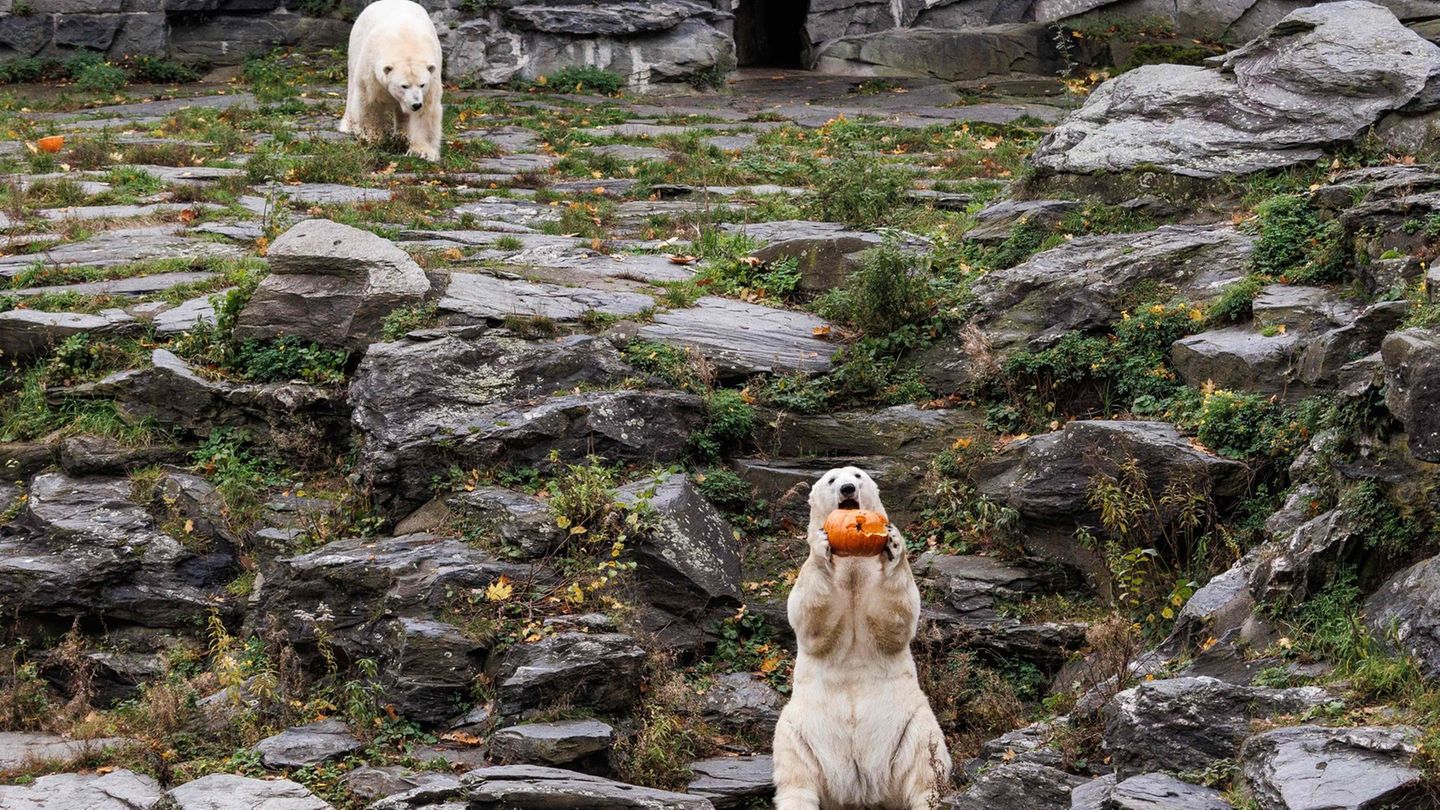Für die Eisbären gab es Kürbis mit Honigmelone in Fischöl. Foto: Carsten Koall/dpa Für die Eisbären gab es Kürbis mit Honigmelone in Fischöl. Foto: Carsten Koall/dpa