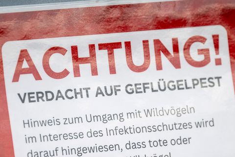 Weiter Verdachtsfälle auf Geflügelpest auch im Kreis Nordwestmecklenburg Foto: Fabian Sommer/dpa