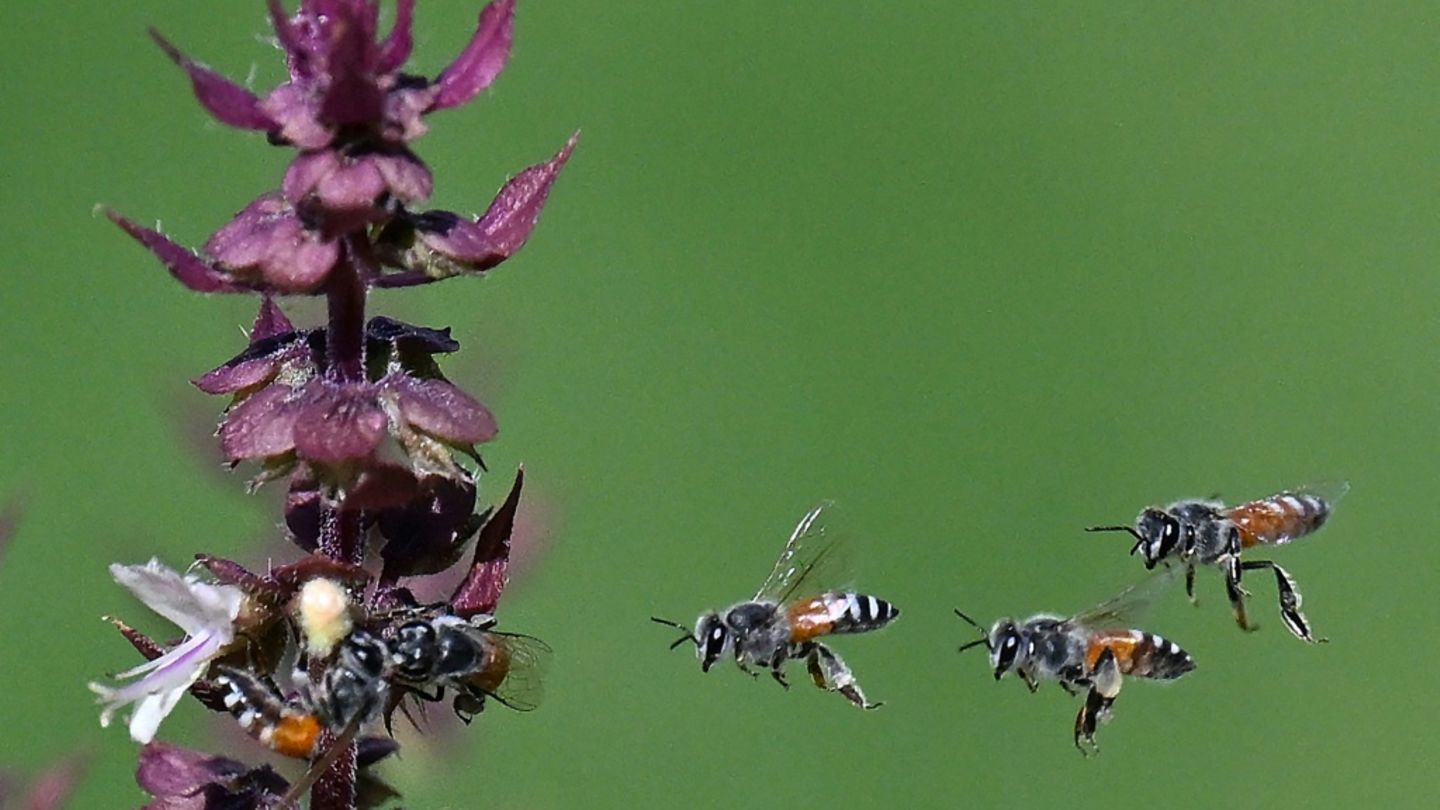 Einer nach dem anderen