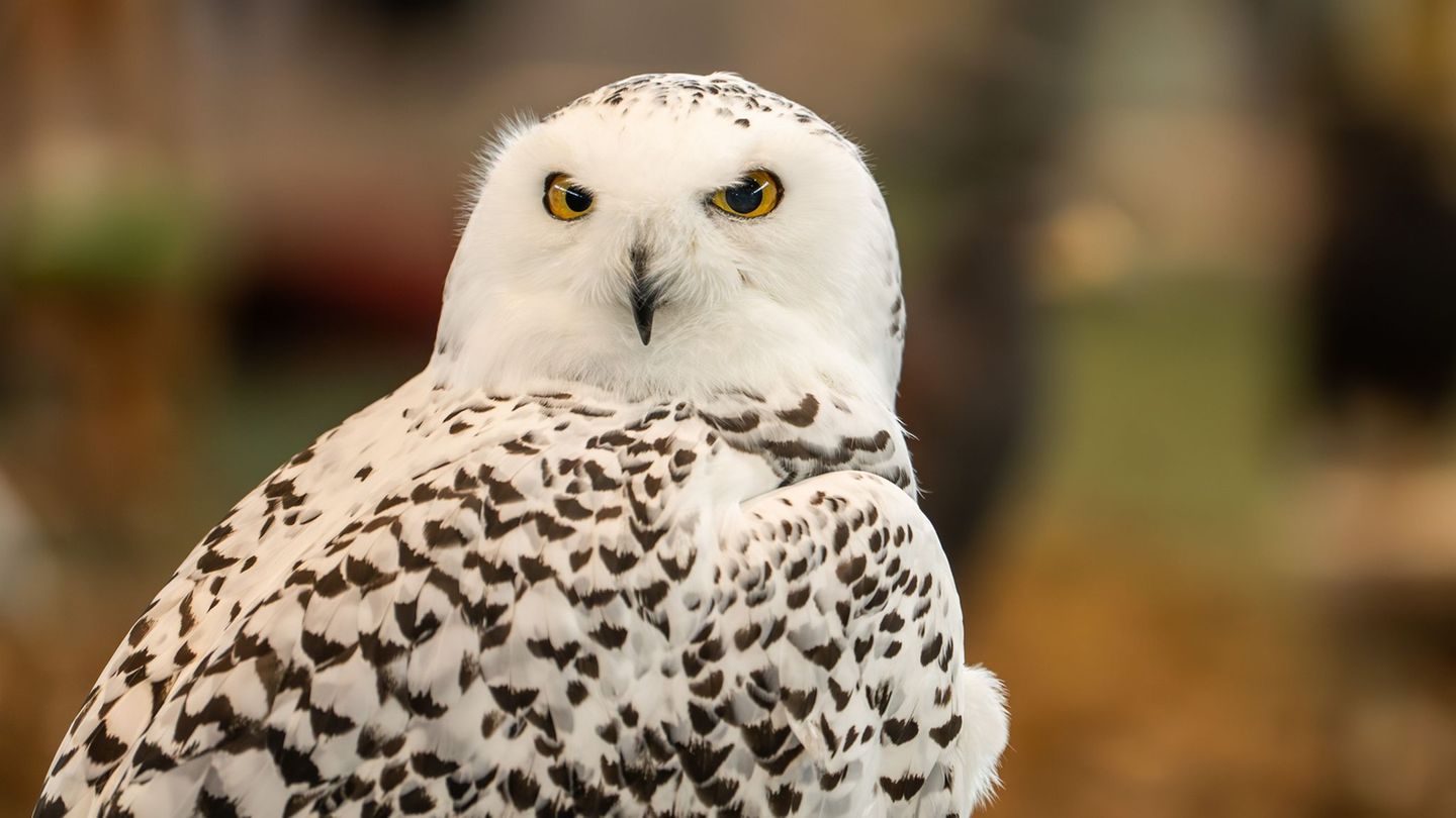 Schneeeulen - wie dieses Exemplar, das auf einer Messe gezeigt wurde - müssen im Frankfurter Zoo drinnenbleiben. (Symbolbild) Fo Schneeeulen - wie dieses Exemplar, das auf einer Messe gezeigt wurde - müssen im Frankfurter Zoo drinnenbleiben. (Symbolbild) Fo