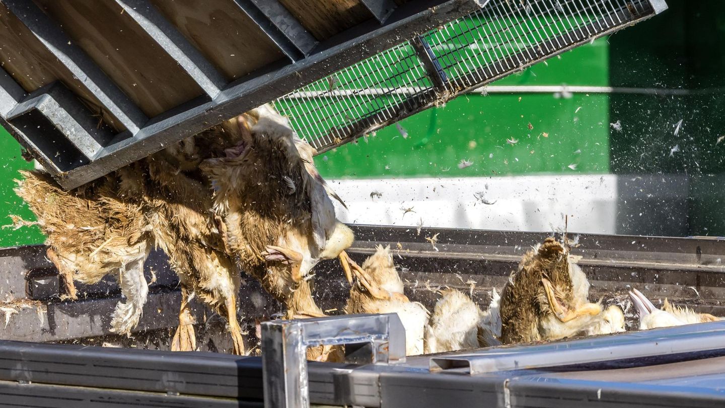 Vogelgrippe: Warum 50 Euro Entschädigung pro Tier oft nicht genug sind