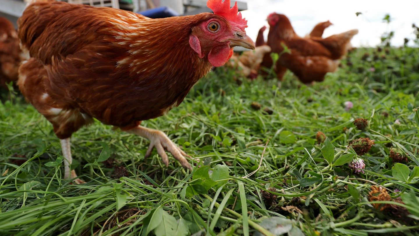 Vorerst ist keine flächendeckende Stallpflicht für Geflügel in NRW wegen der Vogelgrippe geplant. (Archivbild) Foto: Daniel Karm Vorerst ist keine flächendeckende Stallpflicht für Geflügel in NRW wegen der Vogelgrippe geplant. (Archivbild) Foto: Daniel Karm