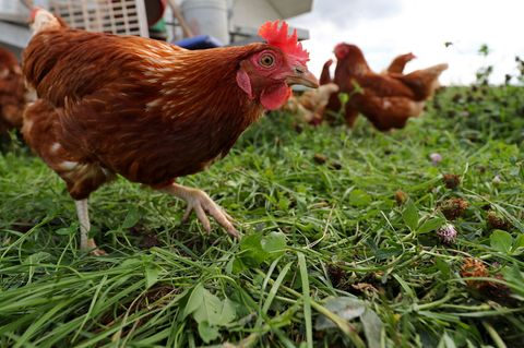 Vorerst ist keine flächendeckende Stallpflicht für Geflügel in NRW wegen der Vogelgrippe geplant. (Archivbild) Foto: Daniel Karm