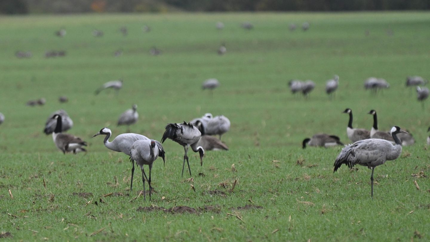 Die Kraniche stärken sich für ihren Zug nach Süden auf einem Feld bei Stralsund. Foto: Stefan Sauer/dpa Die Kraniche stärken sich für ihren Zug nach Süden auf einem Feld bei Stralsund. Foto: Stefan Sauer/dpa