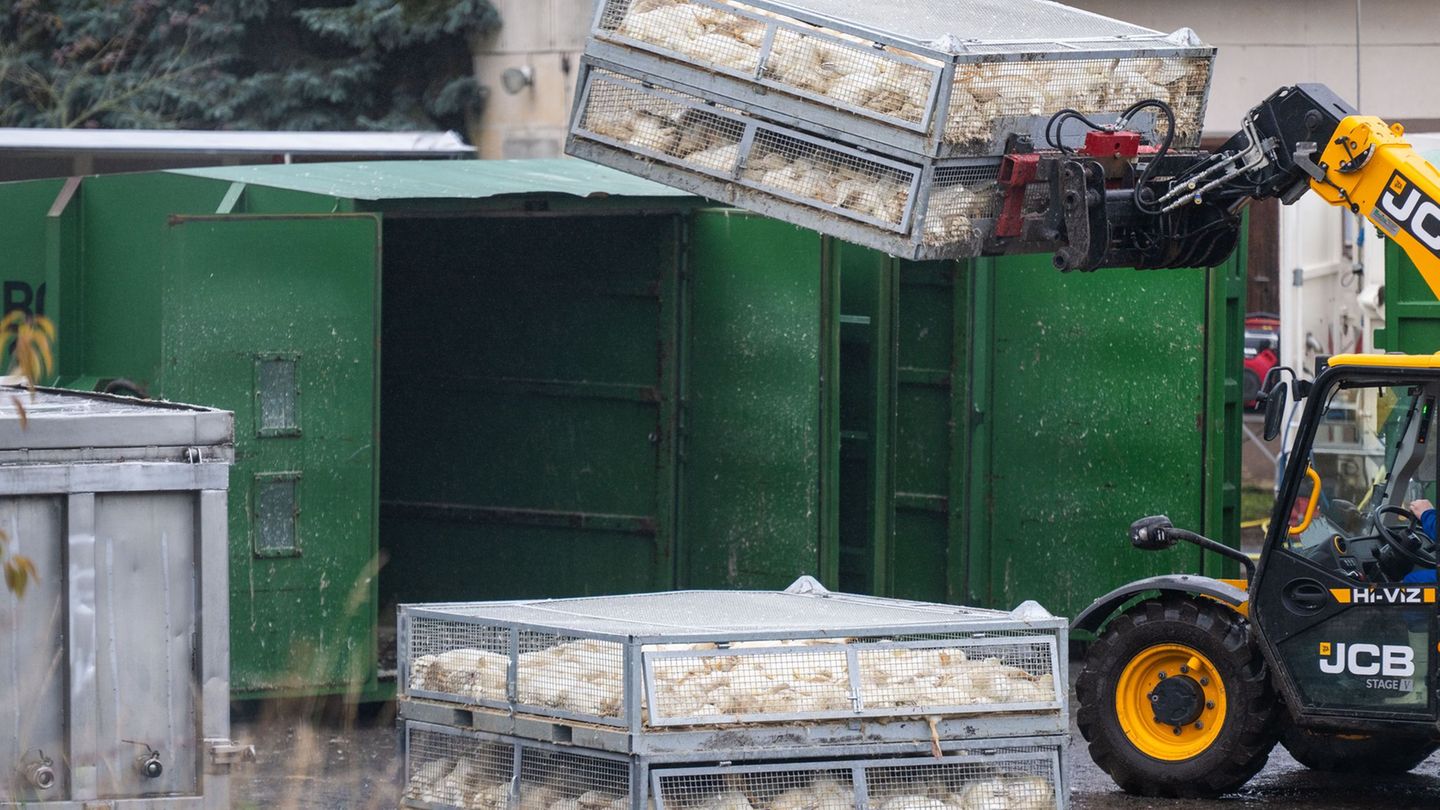 Zu Hunderttausenden wurden Hühner, Puten und Enten wegen der Vogelgrippe getötet. Impfungen könnten helfen, die Verluste einzudä