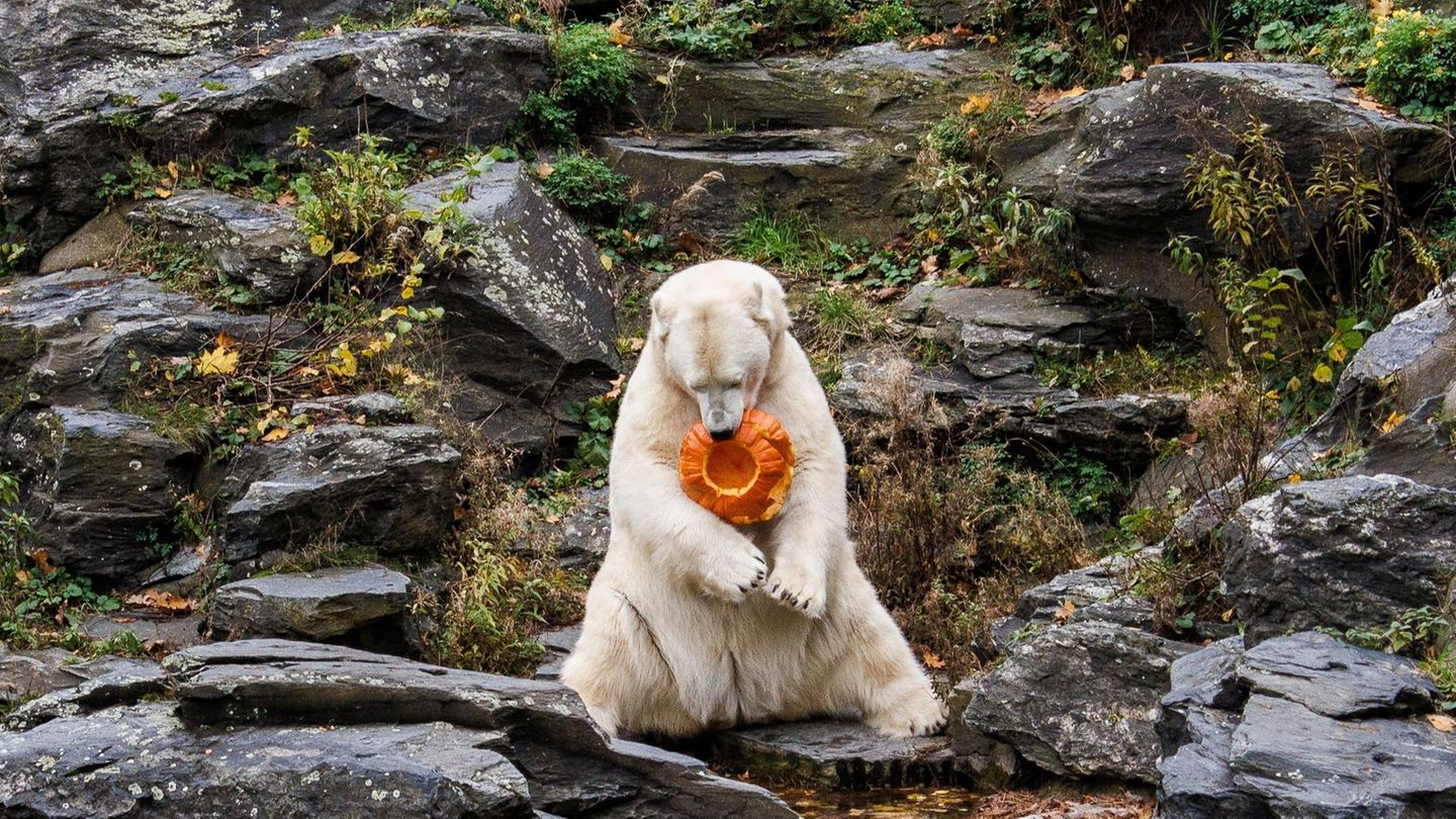 28. Oktober: Bäroween Berlin, Deutschland. Kurz vor Halloween darf sich Eisbärin Tonja im Tierpark über eine ganz besondere Leckerei freuen: Kürbis, gefüllt mit in Lachsöl marinierter Honigmelone – ein Fest für feine Eisbärennasen. Obwohl Kürbisse im Lebensraum von Eisbären nicht vorkommen