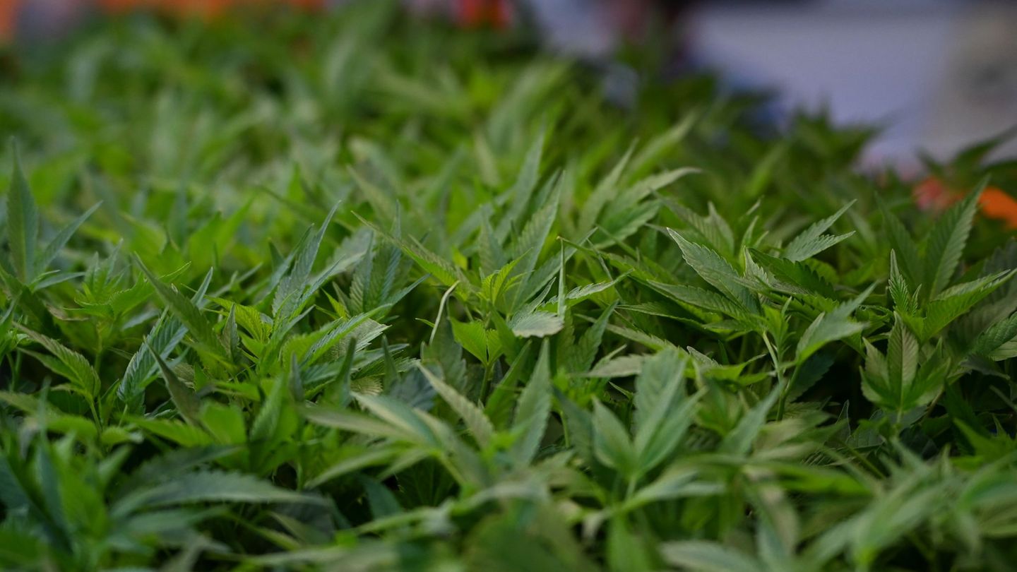 In Sachsen-Anhalt gibt es mehrere sogenannte Anbauvereinigungen für Cannabis. (Symbolfoto) Foto: Michael Brandt/dpa In Sachsen-Anhalt gibt es mehrere sogenannte Anbauvereinigungen für Cannabis. (Symbolfoto) Foto: Michael Brandt/dpa