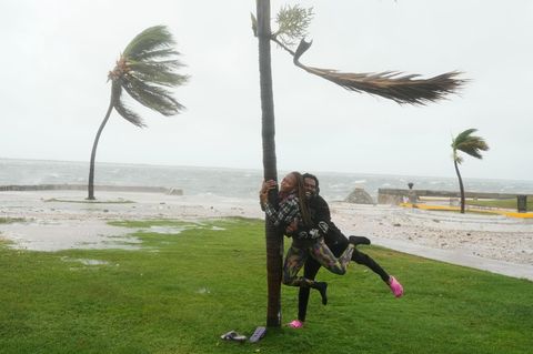 Ein Paar albert in Kingston an einer Palme herum, während drumherum der Sturm heftiger wird Ein Paar albert in Kingston an einer Palme herum, während drumherum der Sturm heftiger wird