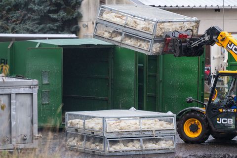 Zu Hunderttausenden wurden Hühner, Puten und Enten wegen der Vogelgrippe getötet. Impfungen könnten helfen, die Verluste einzudä