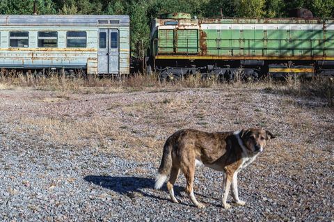 Ein Streuner läuft an verlassenen Waggons in der Region Tschernobyl vorbei Ein Streuner läuft an verlassenen Waggons in der Region Tschernobyl vorbei
